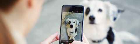 woman taking photo of dog