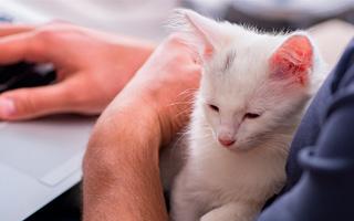 person holding white kitten while on laptop