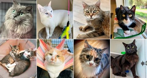 cats for adoption