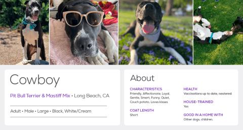 Cowboys adoption profile