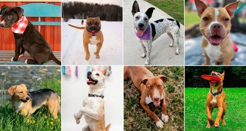 Dogs for adoption