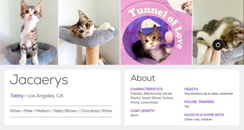Jacaerys Adoption profile
