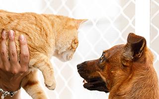 orange tabby cat being introduced to dog