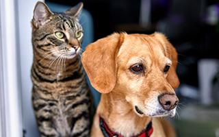 cat and dog