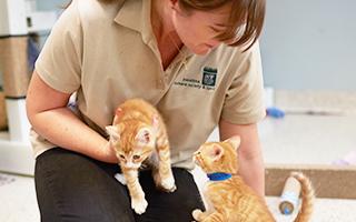 woman picking up two orange tabby kittens
