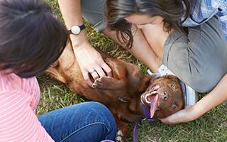 dog getting belly rubs